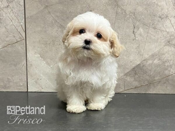 Shih Tzu/Maltese-DOG-Female-Tan/Wht-29118-Petland Frisco, Texas