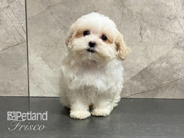 Shih Tzu/Maltese-DOG-Female-Tan/Wht-29118-Petland Frisco & Mckinney, Texas