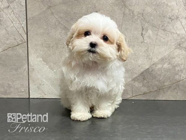 Shih Tzu/Maltese DOG Female Tan/Wht 29118 Petland Frisco, Texas