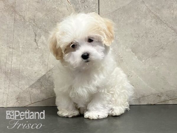 Shih Tzu/Maltese DOG Male Tan and white 29117 Petland Frisco, Texas