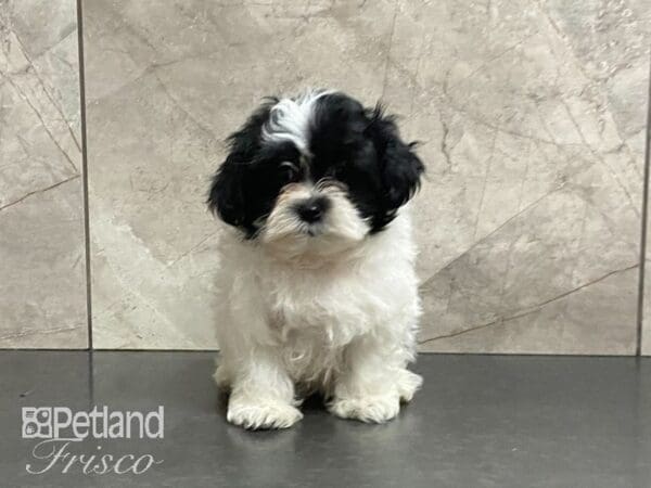 Shih Tzu/Maltese-DOG-Female-Black & White-29116-Petland Frisco, Texas
