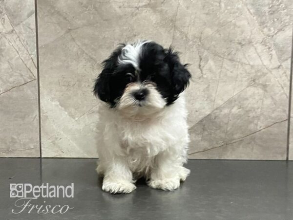 Shih Tzu/Maltese DOG Female Black & White 29116 Petland Frisco, Texas