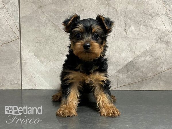 Yorkshire Terrier DOG Female Black and tan 29149 Petland Frisco, Texas