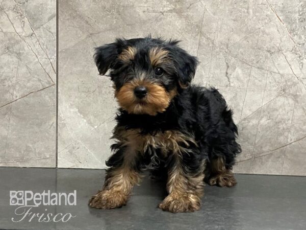 Yorkshire Terrier DOG Male Black and tan 29148 Petland Frisco, Texas