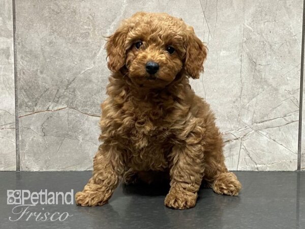 F1B Mini Goldendoodle DOG Female Red 29137 Petland Frisco, Texas