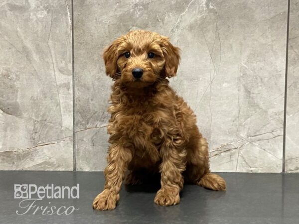 F1B Mini Goldendoodle-DOG-Male-Red-29136-Petland Frisco, Texas