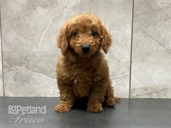 F1B Mini Goldendoodle DOG Male Red 29135 Petland Frisco, Texas