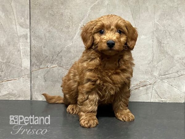 F1B Mini Goldendoodle DOG Male Red 29134 Petland Frisco, Texas