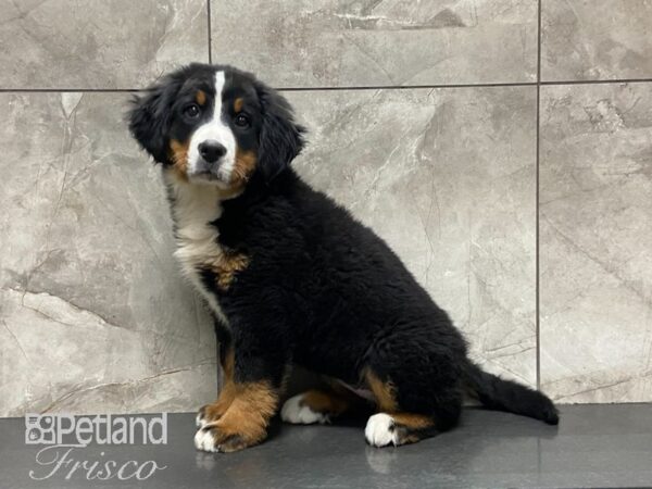 Bernese Mountain Dog DOG Female Black Rust and White 29133 Petland Frisco, Texas