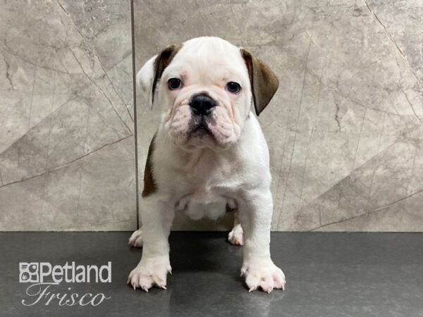 English Bulldog-DOG-Female-Red and White-29132-Petland Frisco & Mckinney, Texas