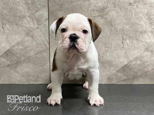 English Bulldog DOG Female Red and White 29132 Petland Frisco, Texas