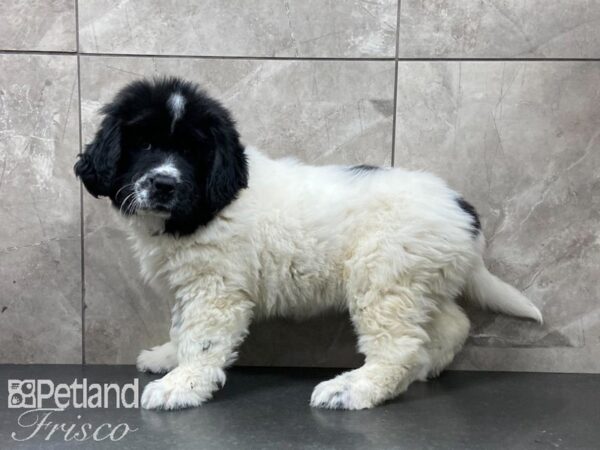 Newfoundland DOG Female Black and White 29131 Petland Frisco, Texas