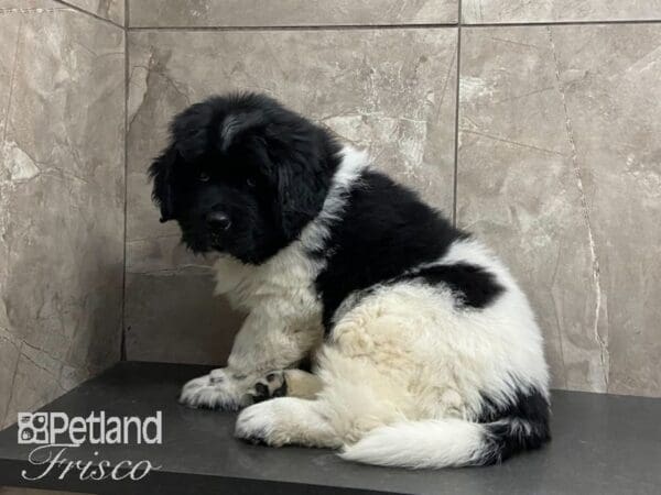 Newfoundland-DOG-Male-Black and White-29130-Petland Frisco, Texas