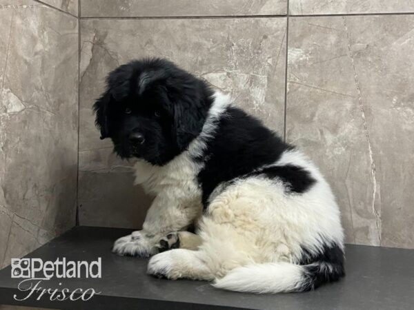 Newfoundland DOG Male Black and White 29130 Petland Frisco, Texas