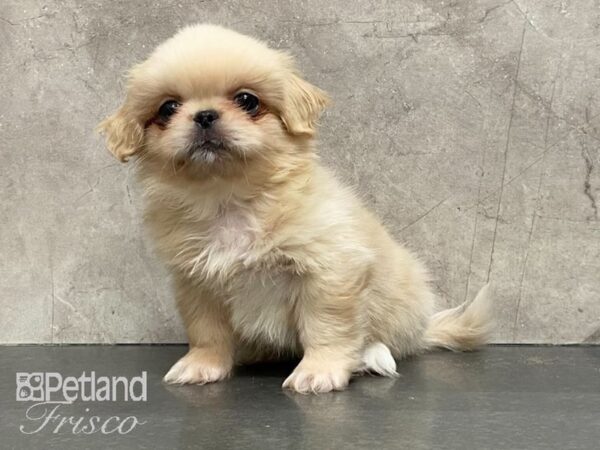 Pekingese DOG Male Cream 29138 Petland Frisco, Texas