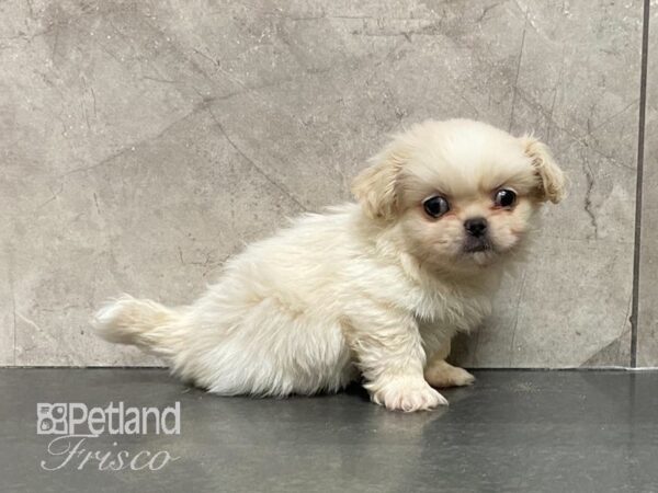 Pekingese DOG Male Cream 29139 Petland Frisco, Texas