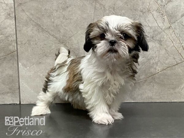 Shih Tzu-DOG-Female-Tri-29140-Petland Frisco & Mckinney, Texas