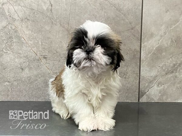 Shih Tzu-DOG-Male-Tan and white-29142-Petland Frisco, Texas