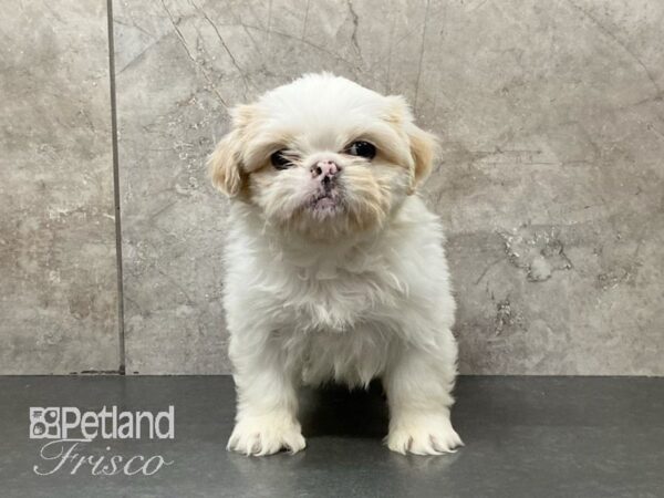 Shih Tzu-DOG-Female-White-29143-Petland Frisco & Mckinney, Texas