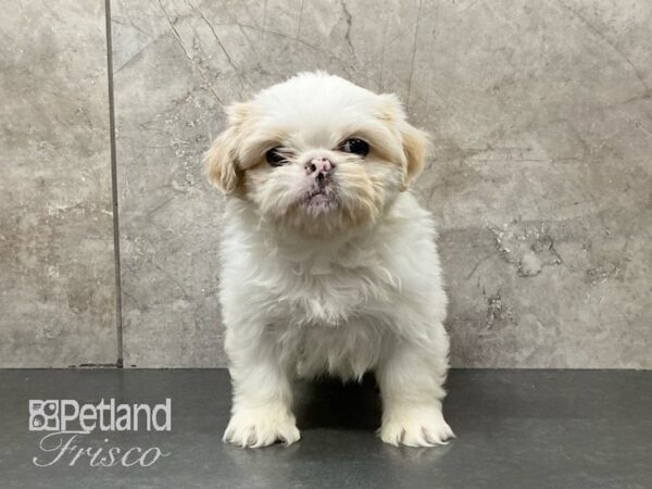 Shih Tzu DOG Female White 29143 Petland Frisco, Texas