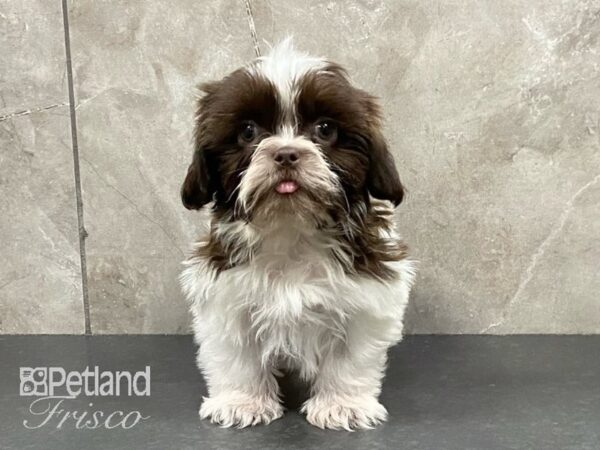 Shih Tzu-DOG-Male-Tri-29144-Petland Frisco & Mckinney, Texas