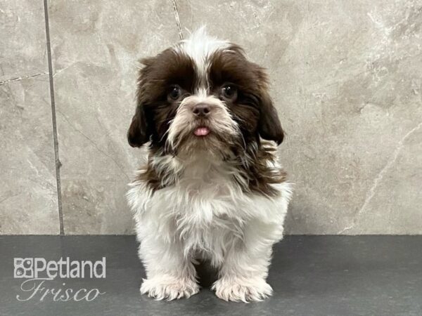 Shih Tzu DOG Male Tri 29144 Petland Frisco, Texas