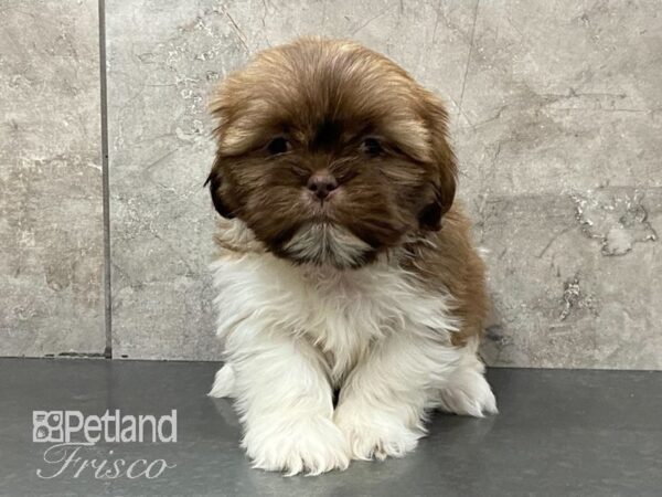 Shih Tzu DOG Male Brown and white 29145 Petland Frisco, Texas