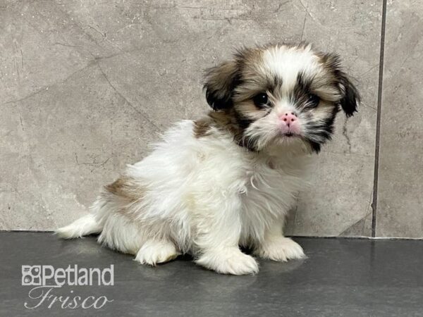 Shih Tzu DOG Female Tan and white 29146 Petland Frisco, Texas