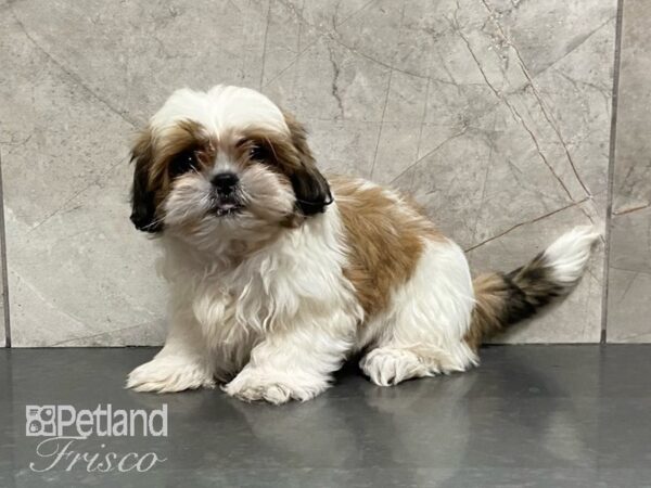 Shih Tzu DOG Female Tan and white 29147 Petland Frisco, Texas