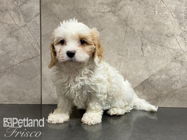 Cava Chon DOG Male BLENHIEM 29162 Petland Frisco, Texas