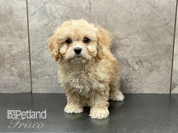 Cava Chon-DOG-Female-BLENHIEM-29161-Petland Frisco & Mckinney, Texas