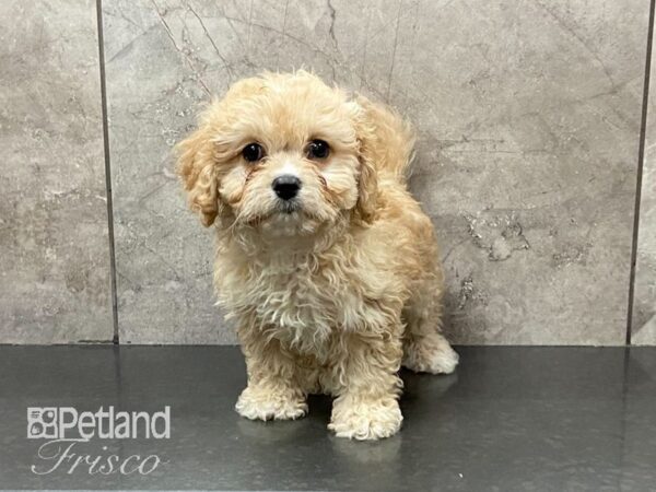 Cava Chon DOG Female BLENHIEM 29161 Petland Frisco, Texas