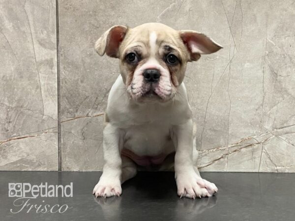 Frenchton DOG Female Fawn & White 29160 Petland Frisco, Texas