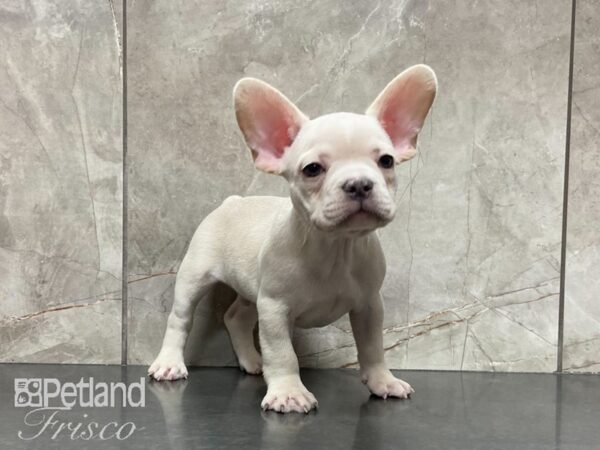 French Bulldog DOG Male CREAM 29159 Petland Frisco, Texas