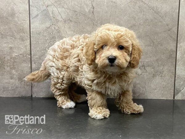 Cava Chon DOG Male CREAM 29158 Petland Frisco, Texas