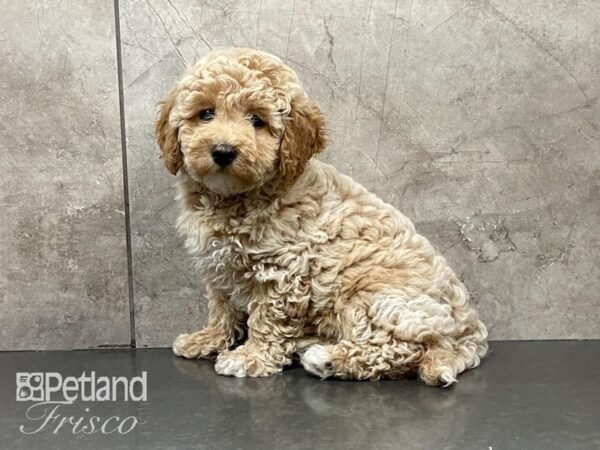 Cava Chon-DOG-Male-CREAM-29157-Petland Frisco, Texas