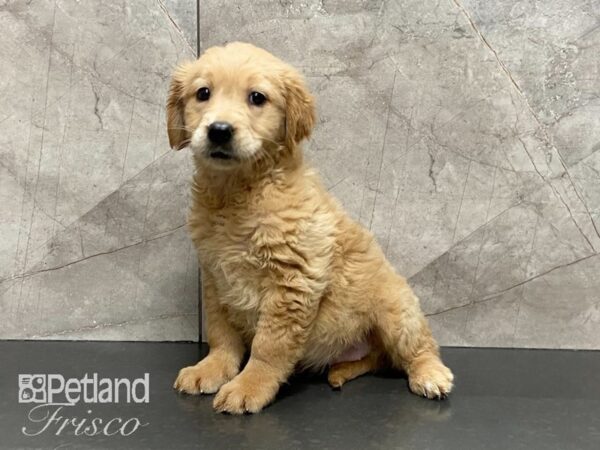 Golden Retriever DOG Female Gold 29156 Petland Frisco, Texas