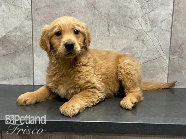 Golden Retriever DOG Female Gold 29155 Petland Frisco, Texas