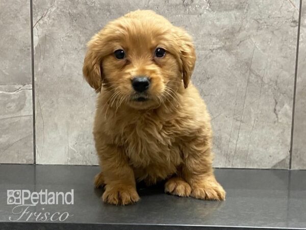 Golden Retriever DOG Male Gold 29154 Petland Frisco, Texas