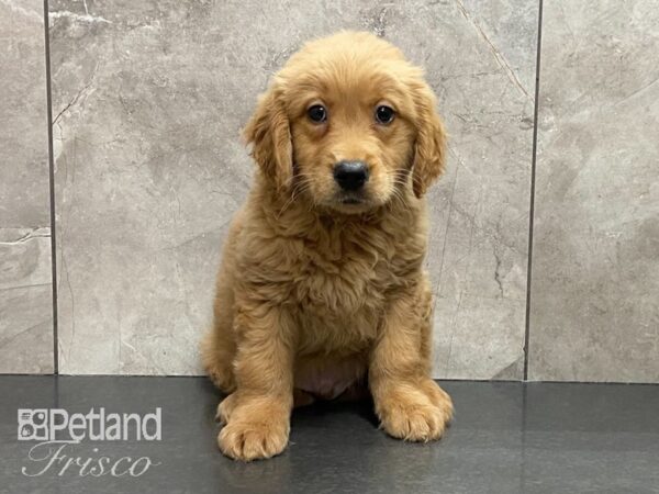 Golden Retriever-DOG-Male-Gold-29153-Petland Frisco & Mckinney, Texas