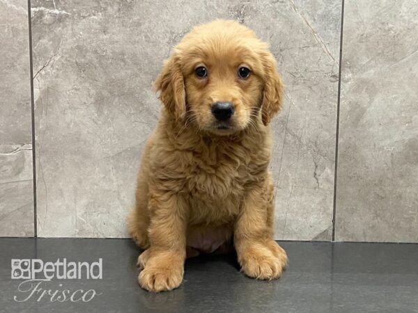 Golden Retriever DOG Male Gold 29153 Petland Frisco, Texas