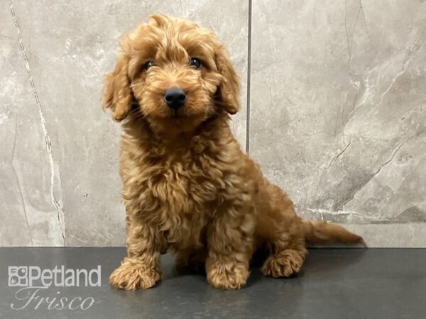 F1B Mini Goldendoodle DOG Male Golden 29152 Petland Frisco, Texas