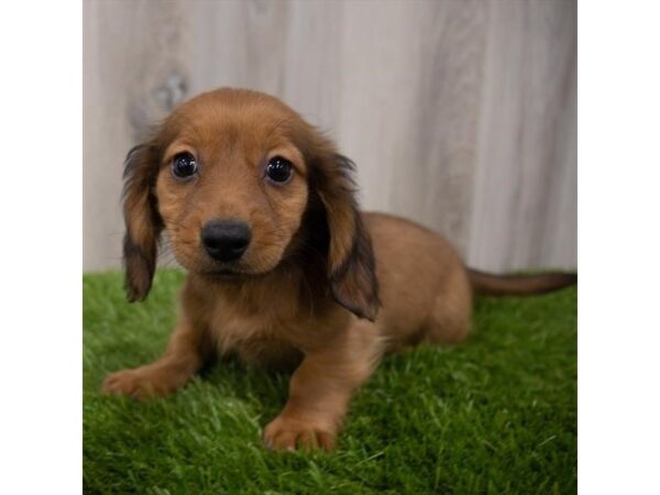 Dachshund DOG Female Wild Boar 29165 Petland Frisco, Texas