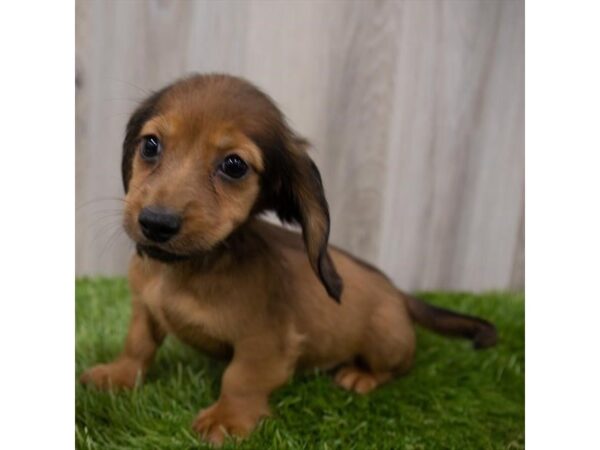 Dachshund DOG Female Wild Boar 29166 Petland Frisco, Texas