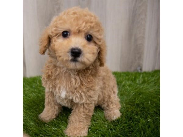 Maltipoo DOG Female Apricot 29170 Petland Frisco, Texas