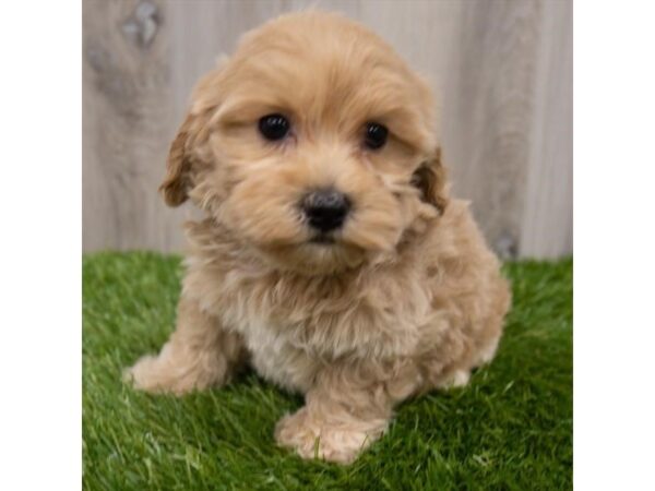 Maltipoo DOG Male Apricot 29169 Petland Frisco, Texas