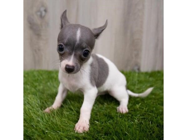 Chihuahua DOG Male Black / White 29164 Petland Frisco, Texas