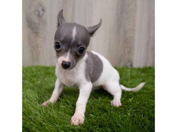 Chihuahua-DOG-Male-Black / White-29164-Petland Frisco, Texas