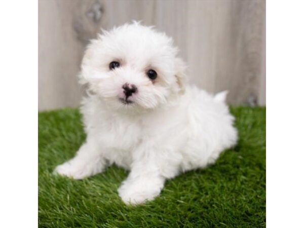 Maltese DOG Female White 29167 Petland Frisco, Texas