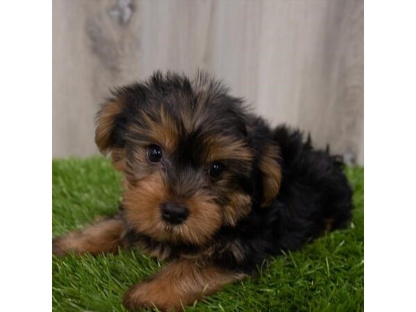 Yorkshire Terrier DOG Male Black / Tan 29175 Petland Frisco, Texas